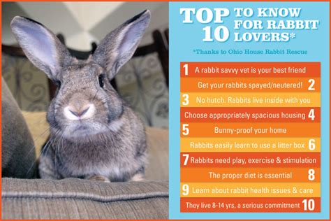Essential Bunny Care Top 10 Tips For New Rabbit Caregivers