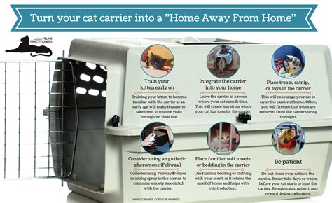 Feline Medical Center Important Tips Feline Medical Center Important Tips