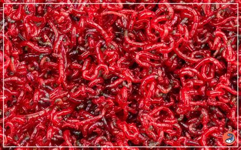 Fishing Bait Bloodworms Have Bee Sting Bites Natural History Museum Fishing Bait Bloodworms Have Bee Sting Bites Natural History Museum