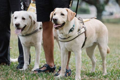 For Public Guide Dogs Singapore Ltd Gds