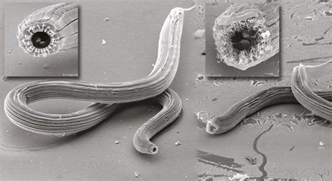 Found One Species Of Worm With Five Different Mouth Shapes Gastro Obscura