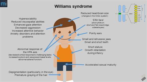 Frontiers Williams Syndrome Human Self Domestication And Language Evolution Frontiers Williams Syndrome Human Self Domestication And Language Evolution