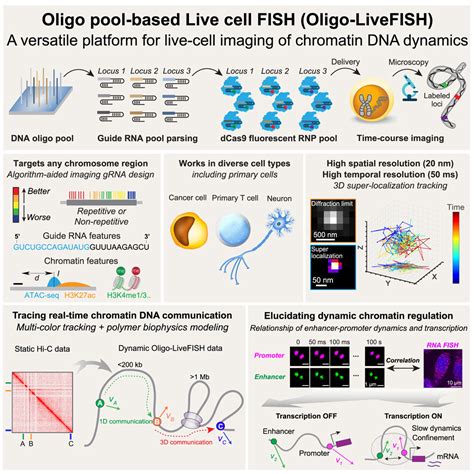 High Resolution Dynamic Imaging Of Chromatin Dna Communication Using Oligo Livefish Cell
