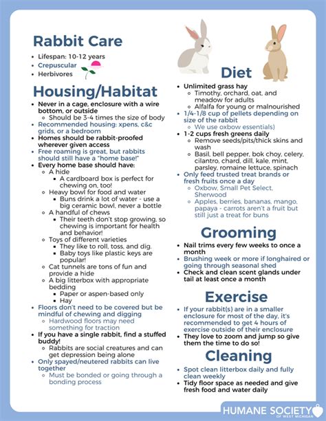 Hoppy And Healthy A Beginner S Guide To Proper Rabbit Care Humane Society Of West Michigan