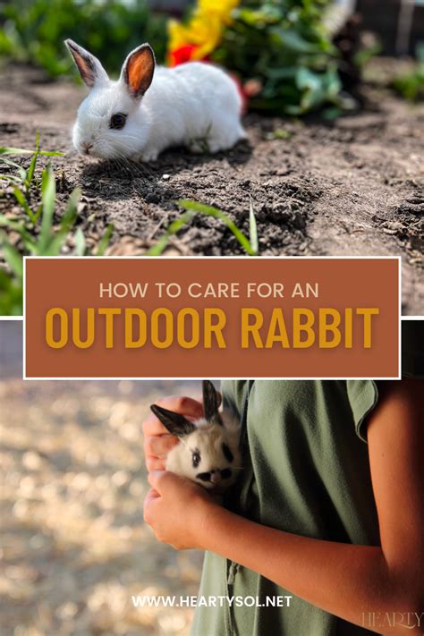 How To Care For An Outdoor Rabbit Rabbit Care Bunny Care Tips Bunny Care