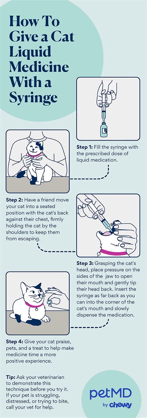 How To Give A Cat Liquid Medicine Petmd How To Give A Cat Liquid Medicine Petmd