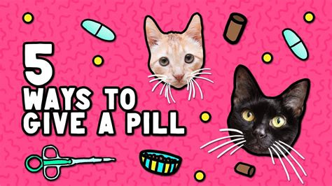How To Give A Pill To A Cat Or Kitten 5 Different Ways How To Give A Pill To A Cat Or Kitten 5 Different Ways