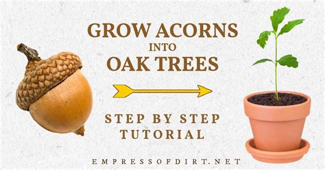 How To Grow An Oak Tree From An Acorn How To Grow An Oak Tree From An Acorn
