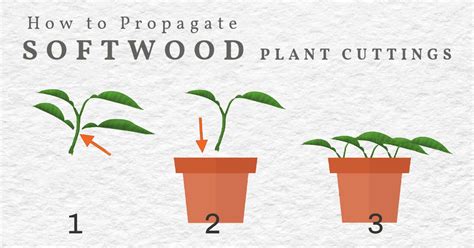 How To Propagate Plants A Guide To Plant Cuttings Grocycle