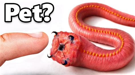I Got A Pet Bloodworm Yes Really I Got A Pet Bloodworm Yes Really