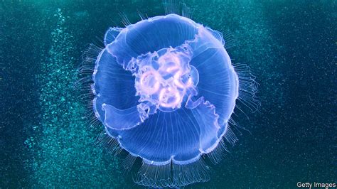 Injured Jellyfish Reorganize Their Limbs To Stay Symmetrical The Atlantic