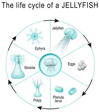 Jellyfish Coral Digest