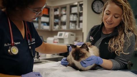 Join Penn Vet Recruiting The Best For Our Veterinary Hospital Teams