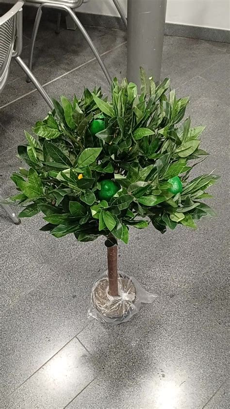 Lemons Instance Segmentation Dataset By Wisd Lemons Instance Segmentation Dataset By Wisd