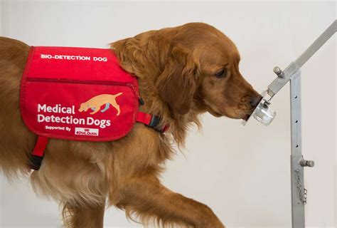 Medical Detection Dogs Train Animals To Amp 39 Sniff Out Amp 39 Breast Cancer Bbc News Medical Detection Dogs Train Animals To Amp 39 Sniff Out Amp 39 Breast Cancer Bbc News