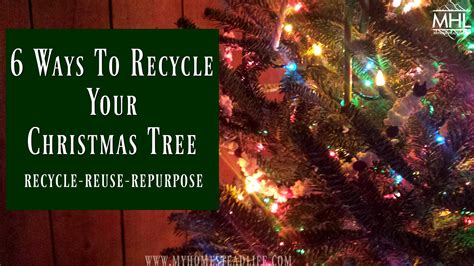 More Creative Ways To Recycle Or Reuse Your Christmas Tree More Creative Ways To Recycle Or Reuse Your Christmas Tree