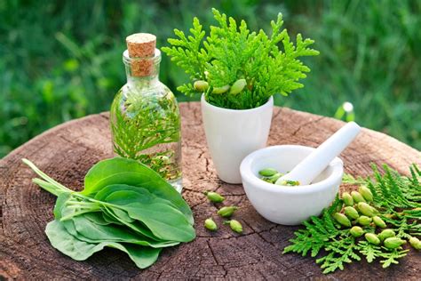 Natural Remedies And Herbs For Respiratory Health Support And Problem Mitigation Natural Remedies And Herbs For Respiratory Health Support And Problem Mitigation