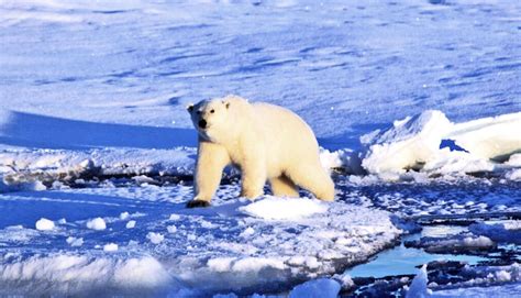 New Research Shows Direct Link Between Greenhouse Gas Emissions And Polar Bear Decline Inside Climate News New Research Shows Direct Link Between Greenhouse Gas Emissions And Polar Bear Decline Inside Climate News
