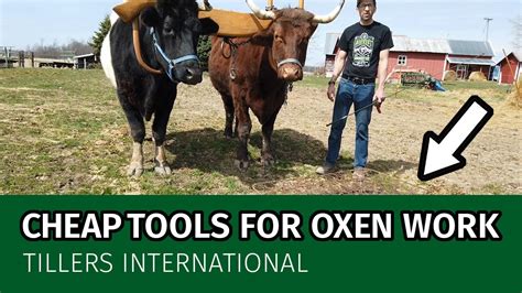 Oxen Basics Cheap Diy Tools For Oxen Work