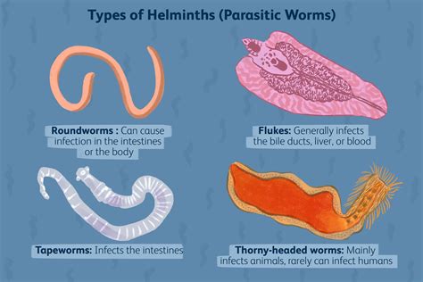 Parasitic Helminths Microbiology Parasitic Helminths Microbiology