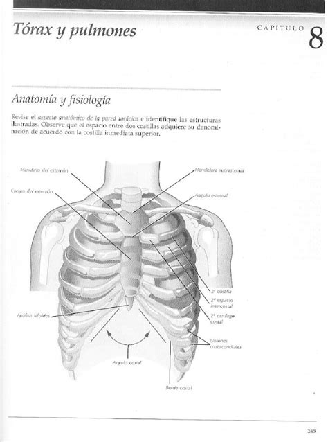 Pdf Bates Cap 8 Torax Y Pulmones Dokumen Tips Pdf Bates Cap 8 Torax Y Pulmones Dokumen Tips