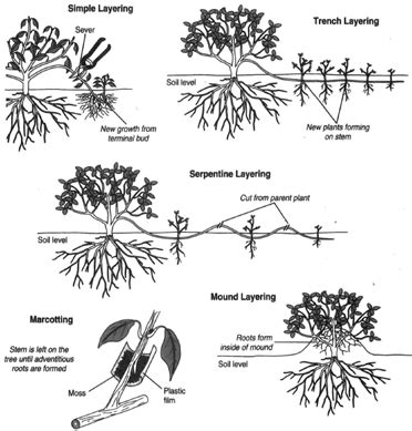 Plant Propagation Methods Resource Central