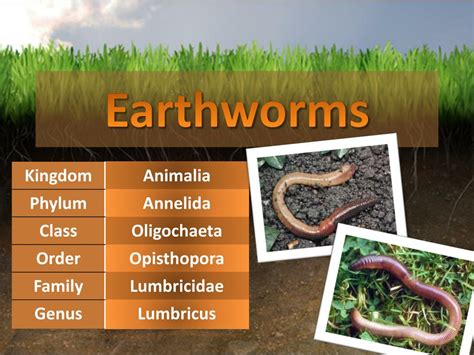 Ppt Earthworms Powerpoint Presentation Free Download Id 2360059 Ppt Earthworms Powerpoint Presentation Free Download Id 2360059