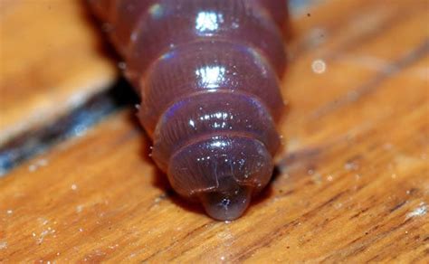 Prostomium And Mouth Science Learning Hub