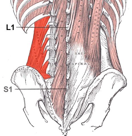 Quadratus Lumborum Muscle Wikipedia Quadratus Lumborum Muscle Wikipedia