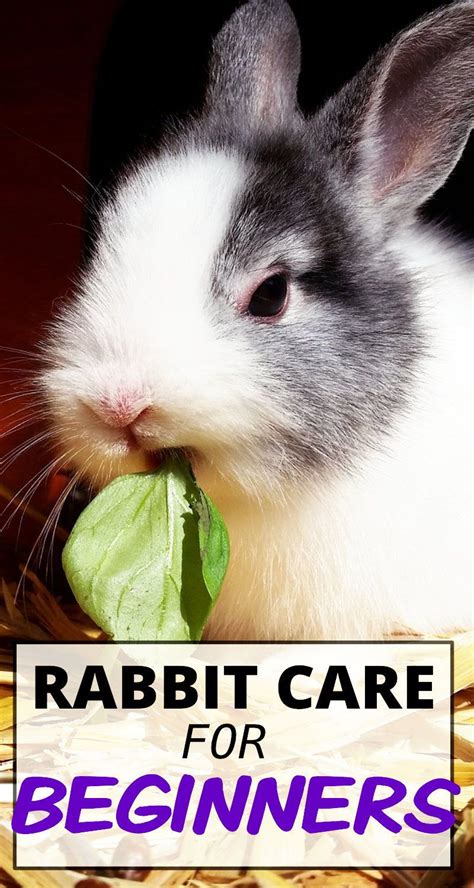 Rabbit Care The Complete Guide Artofit