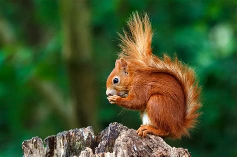 Red Squirrels Ulster Wildlife Red Squirrels Ulster Wildlife