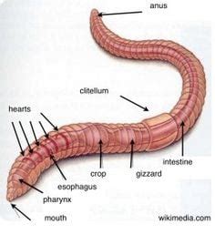 Red Worm Anatomy Eisenia Fetida The Perfect Composting Worm