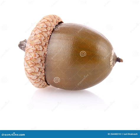 Ripe Acorn Fruit Or Seed Of The Oak Tree Stock Photo Image Of Eatable Ripe 26448318 Ripe Acorn Fruit Or Seed Of The Oak Tree Stock Photo Image Of Eatable Ripe 26448318