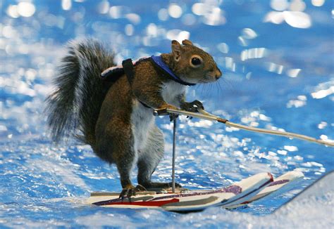 S A S Common Critters Squirrels Dogs And Bird Lovers Hate Them Others Love Their Antics S A S Common Critters Squirrels Dogs And Bird Lovers Hate Them Others Love Their Antics