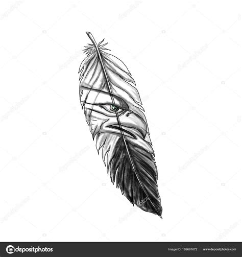 Sea Eagle Feather Tattoo Stock Photo Patrimonio 169691672 Sea Eagle Feather Tattoo Stock Photo Patrimonio 169691672