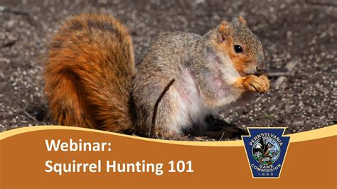 Squirrel Hunting 101 Webinar Squirrel Hunting 101 Webinar