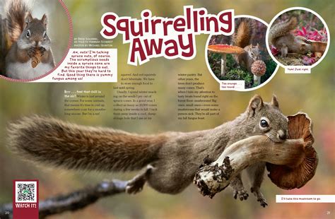 Squirrelling Away Nwf Ranger Rick Squirrelling Away Nwf Ranger Rick