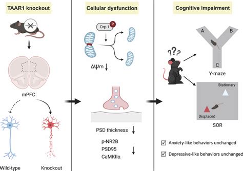 Taar1 Deficiency Impairs Mitochondrial Dynamics And Synaptic Integrity In The Medial Prefrontal Cortex And Associated Cognition In Mice Translational Psychiatry Taar1 Deficiency Impairs Mitochondrial Dynamics And Synaptic Integrity In The Medial Prefrontal Cortex And Associated Cognition In Mice Translational Psychiatry