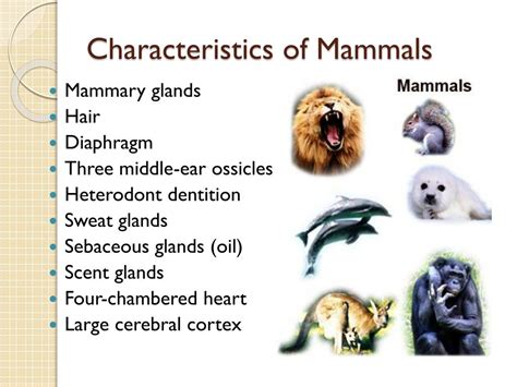 The Eight Main Characteristics Of Mammals The Eight Main Characteristics Of Mammals