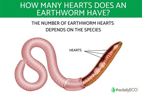 The Hearts Of Earthworms Number And Main Characteristics