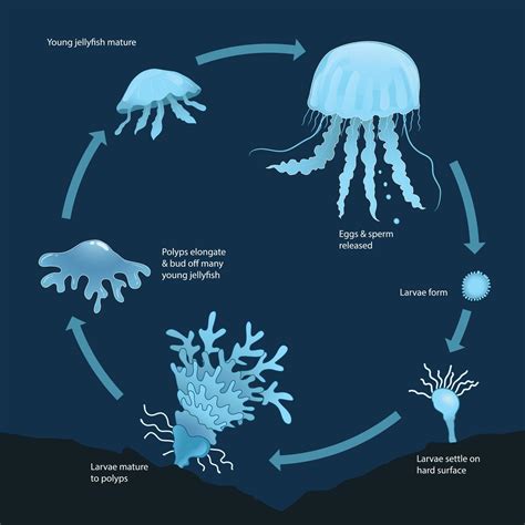 The Life Cycle Of A Jellyfish And A Way To Control It
