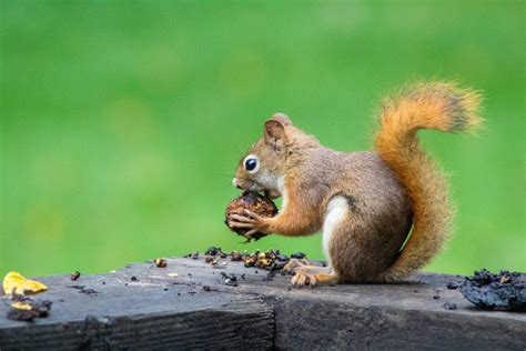 The Most Common Squirrel Species In The U S Shumaker Animal Control The Most Common Squirrel Species In The U S Shumaker Animal Control
