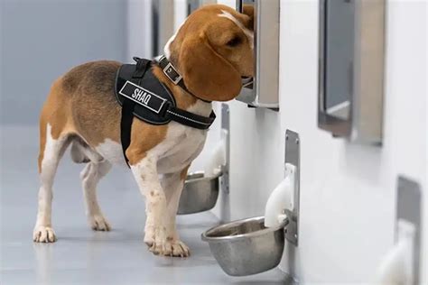 This New Dog Ai Team Can Sniff Out Cancer And The Results Are Unbelievable This New Dog Ai Team Can Sniff Out Cancer And The Results Are Unbelievable