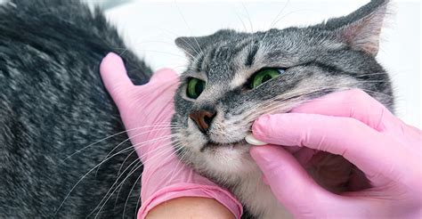 Tips On How To Give Medicine To A Cat Sheba Malaysia Tips On How To Give Medicine To A Cat Sheba Malaysia