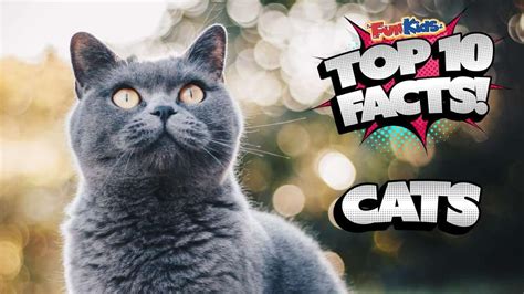 Top 10 Facts About Cats Fun Kids The Uk S Children S Radio Station Top 10 Facts About Cats Fun Kids The Uk S Children S Radio Station