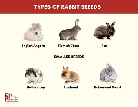 Top 6 Pet Rabbit Breeds Size Personality Amp Care Tips