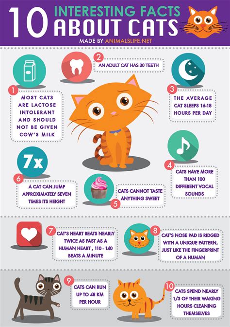 Top Facts About Kitties Flash Sales 5 Interesting Facts About Cats Feline Fun Awaits Bdvets Top Facts About Kitties Flash Sales 5 Interesting Facts About Cats Feline Fun Awaits Bdvets