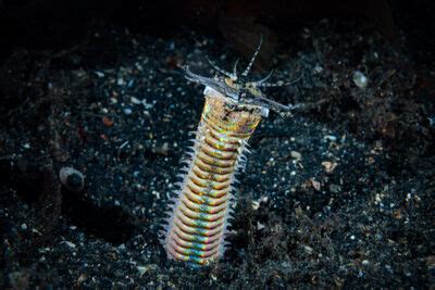 Top Ten Bobbit Worm Facts Original Diving Blog