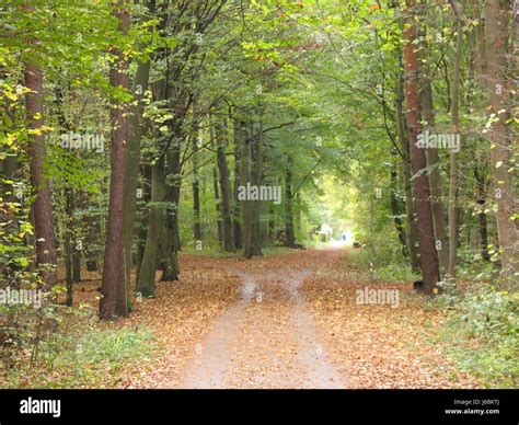 Tree Trees Woods Ways Path Way Forest Fall Autumn Tree Trees Woods Ways Path Stock Photo Alamy Tree Trees Woods Ways Path Way Forest Fall Autumn Tree Trees Woods Ways Path Stock Photo Alamy