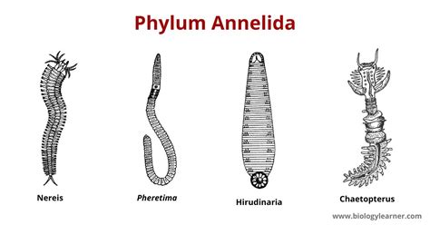Unit 5 5 Phylum Annelida The Biology Classroom Unit 5 5 Phylum Annelida The Biology Classroom